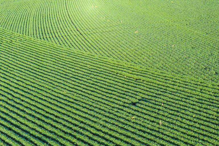 Round-Up sprayed fields in Kansas